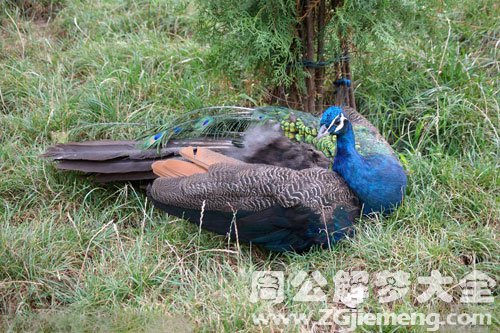 梦见孔雀死了