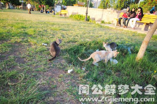 梦见野猫野狗