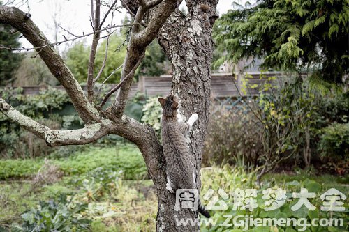 梦见野猫爬树