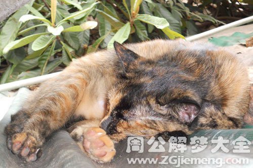 梦见野猫死了