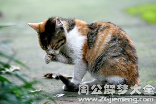 梦见野猫挠我