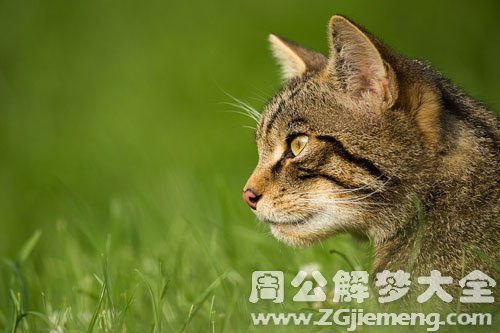 梦见野猫攻击