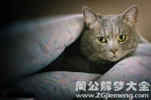 梦见野猫钻被窝