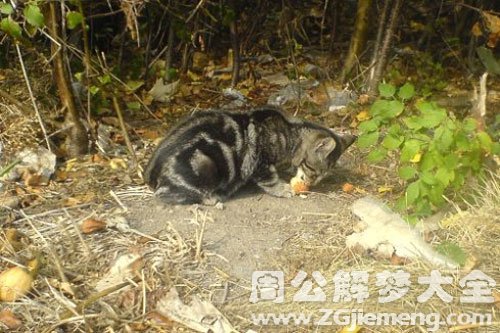 梦见野猫被撞死