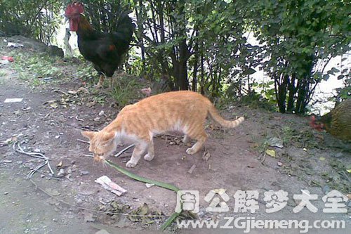 梦见野猫咬死蛇