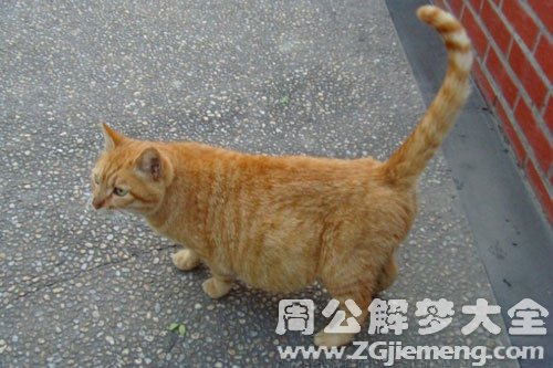 梦见野猫怀孕