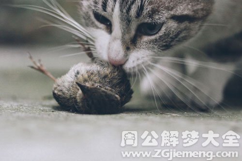 梦见野猫吃鸟