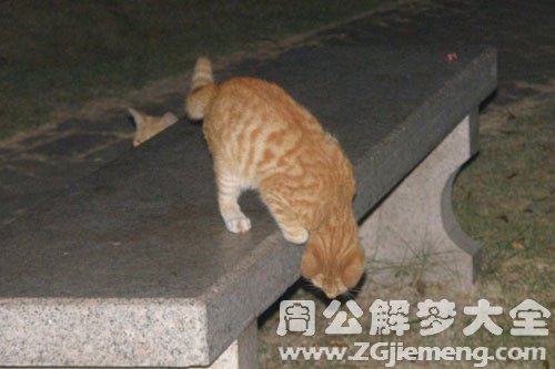 梦见野猫吃饭