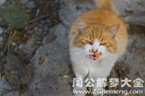 梦见野猫自杀