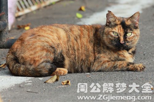 梦见野猫挡路