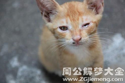 梦见野猫哭了