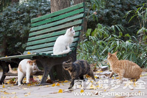 梦见野猫追野猫