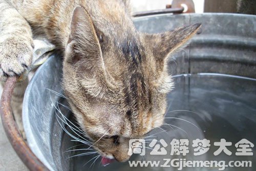 梦见野猫喝水