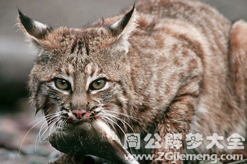 梦见野猫吃鱼头