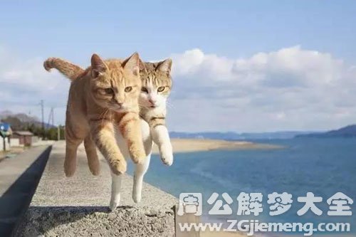 梦见野猫追我