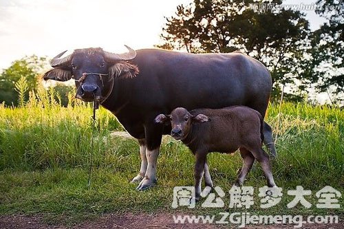 水牛生小牛