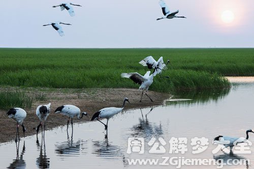 梦见很多仙鹤