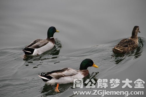 鸭子咬自己