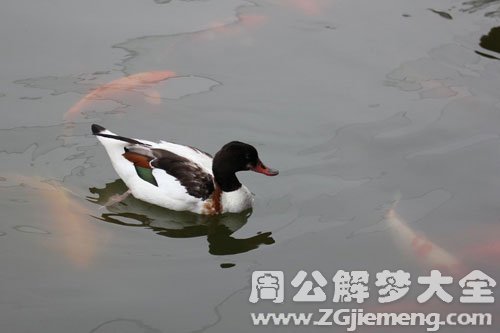 鸭子在水里找鱼吃