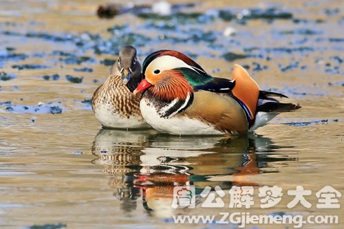 鸳鸯水上游