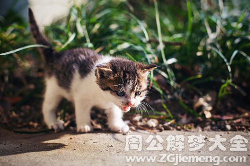 梦见野猫跑进花园