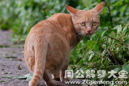 梦见野猫跟着我