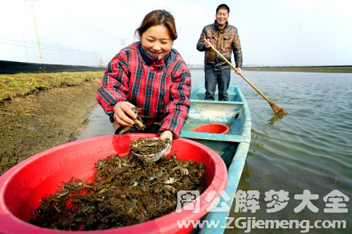 看到别人抓螃蟹