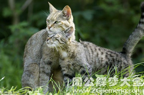 梦见两只大野猫