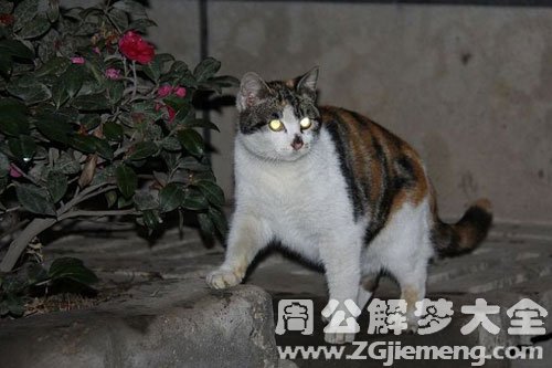 梦见野猫进门