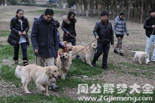 一群狗咬别人