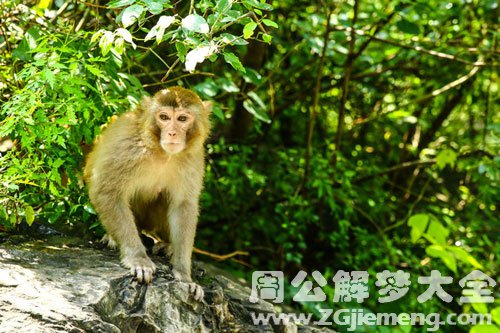 梦见白猴子抓伤自己