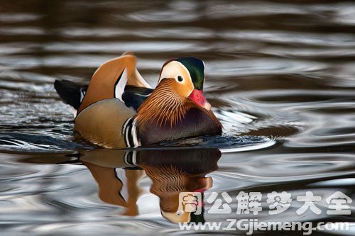 梦见鸳鸯在水里游泳