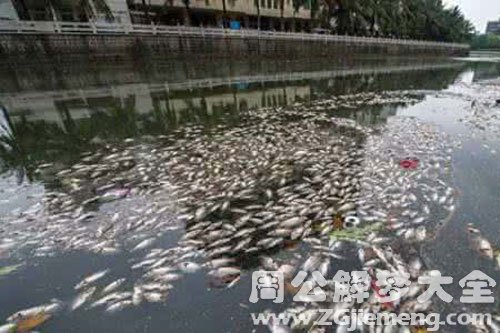 死鱼咬我手