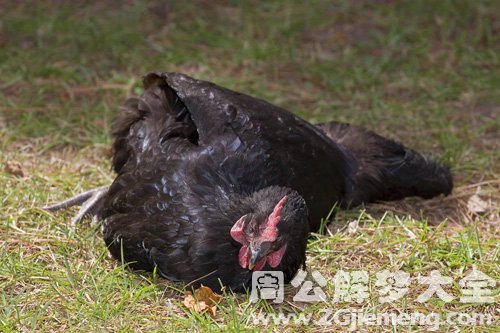 梦见黑鸡病死了