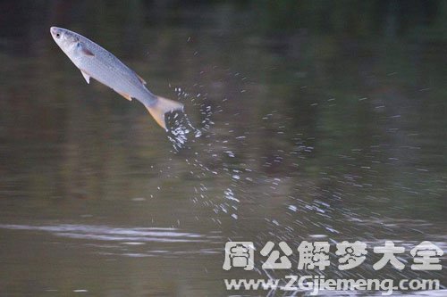 梦见鱼从水里跳到地面