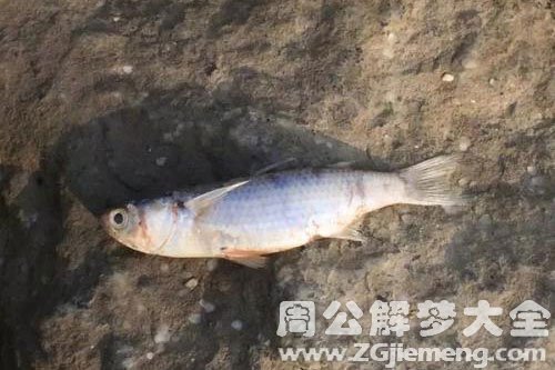 鱼跳上岸给打死了