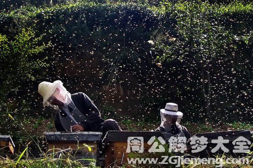 梦见蜂群从头顶飞过