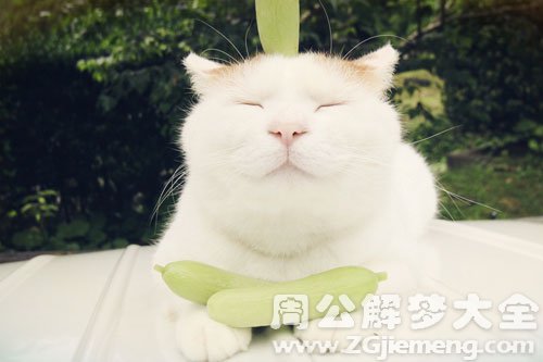 小猫崽往我身上爬