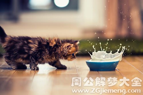 小猫吃食