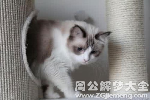 小猫跟我们回家