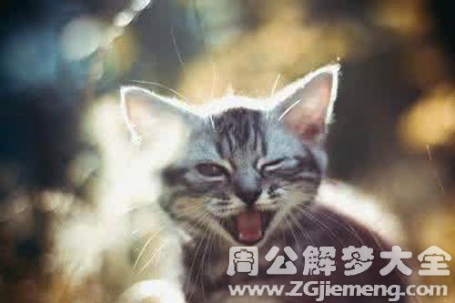 小猫抓小老鼠