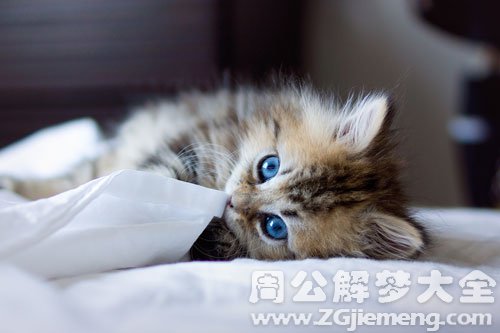 小猫崽进家