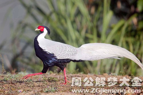 梦见白鹇跑来跑去