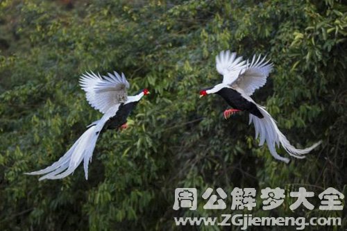 梦见白鹇飞得很高