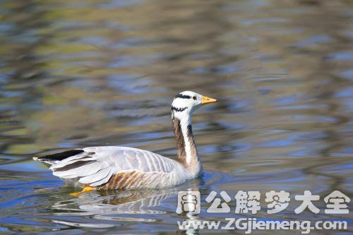 梦见黄鹄在流泪