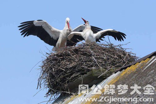 梦见黄鹄在房顶上