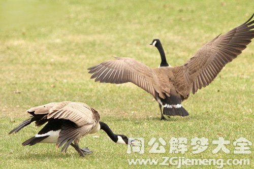 梦见黄鹄进屋