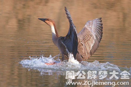 梦见黄鹄在水里