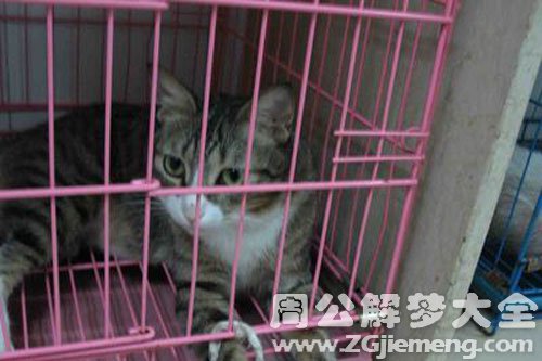 梦见猫在笼子里