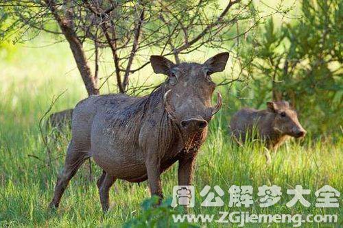 野猪肉